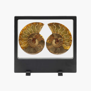 Ammonit Hälften in dekorativem Schweberahmen